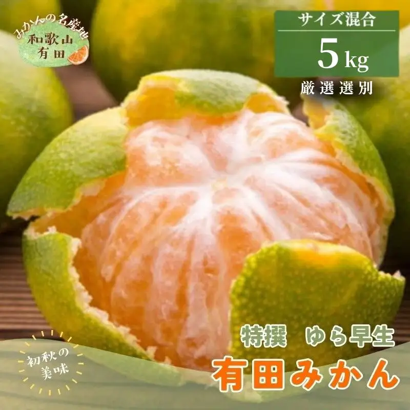 【初秋の美味】特選　ゆら早生有田みかん　約5kg+200g(傷み補償分)【2026年10月頃から順次発送予定】※北海道・沖縄・離島配送不可 / みかん くだもの 果物 フルーツ【ard051D】