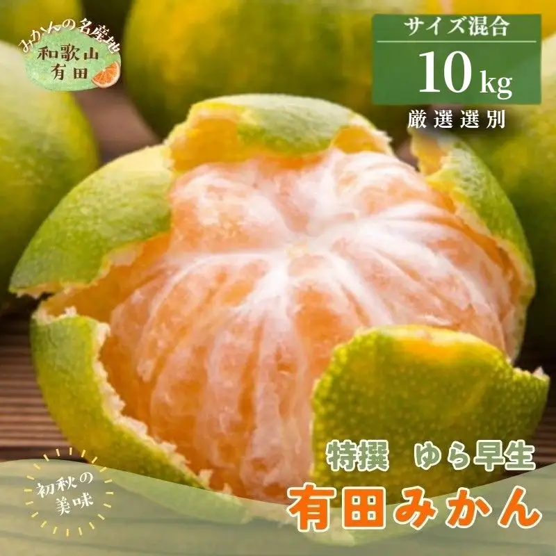 【初秋の美味】ご家庭用ゆら早生有田みかん　約10kg+200g(傷み補償分)【サイズ混合】【2026年10月中旬～11月上旬頃に順次発送予定】　※北海道・沖縄・離島配送不可 / みかん 果物 くだもの フルーツ【ard053C】