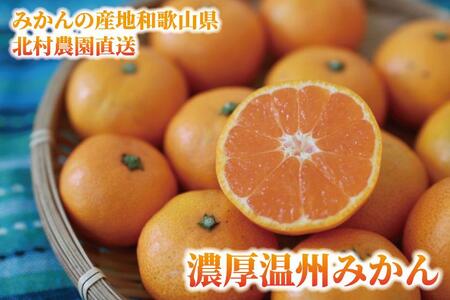先行予約【2026年11月下旬より発送】濃厚温州みかん贈答用5kg（和歌山天田みかん）みかんの産地和歌山　北村農園直送