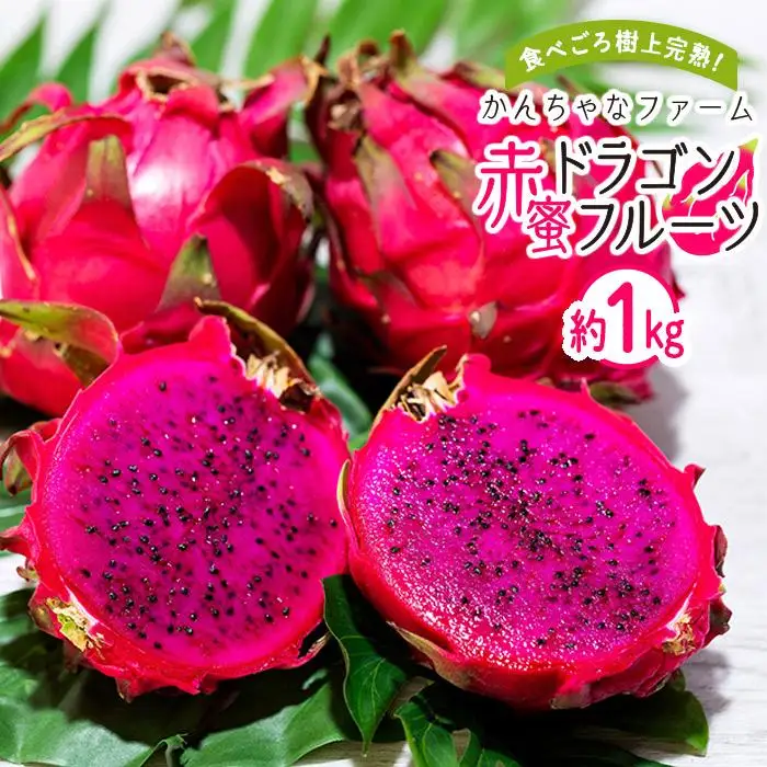 奄美産 食べごろ樹上完熟『赤蜜ドラゴンフルーツ』約1kg（2〜4玉）【先行予約 7月〜10月発送】