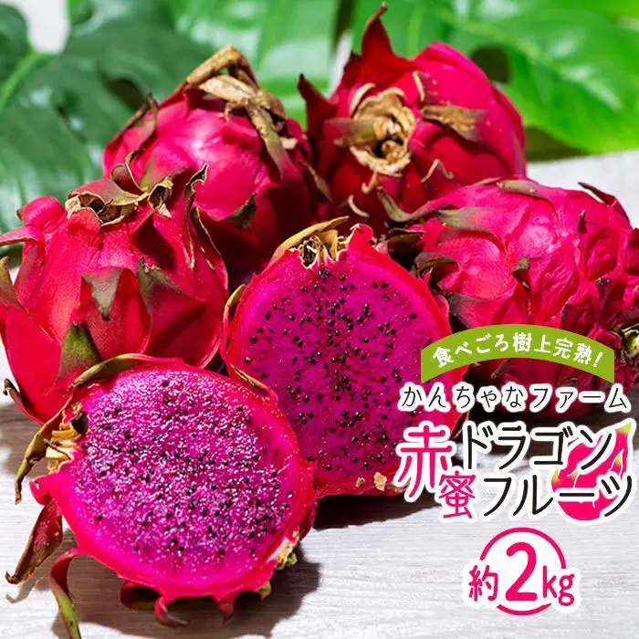 奄美産 食べごろ樹上完熟『赤蜜ドラゴンフルーツ』約2kg（4〜8玉