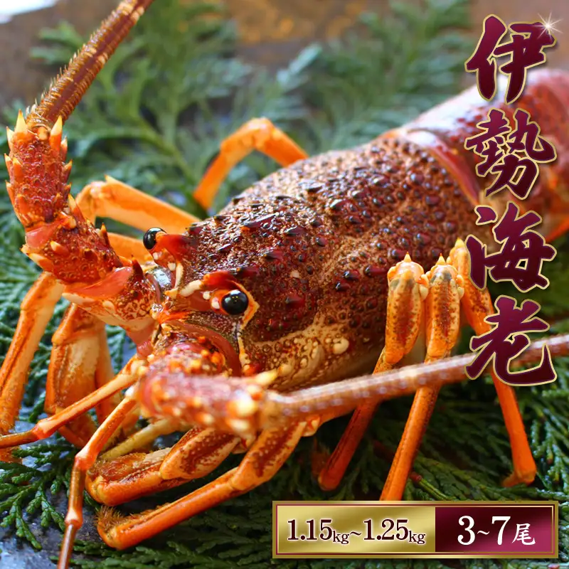 天然 伊勢えび（活）2～7尾 1.15～1.25kg【2026年10月中旬頃から2027年3月末までに順次発送（1月は漁不可）】 / 伊勢えび 伊勢海老 海老 海鮮 天然 えび エビ 活【enk003A】