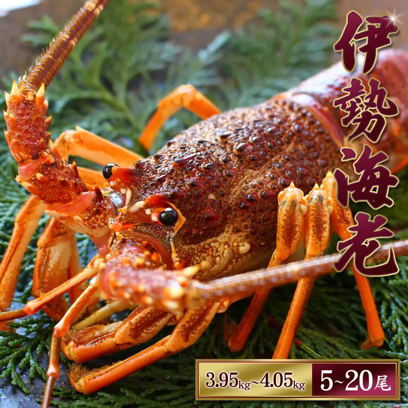 天然 伊勢えび（活）5～20尾 3.95～4.05kg【2026年10月中旬頃から2027年3月末までに順次発送（1月は漁不可）【enk005】