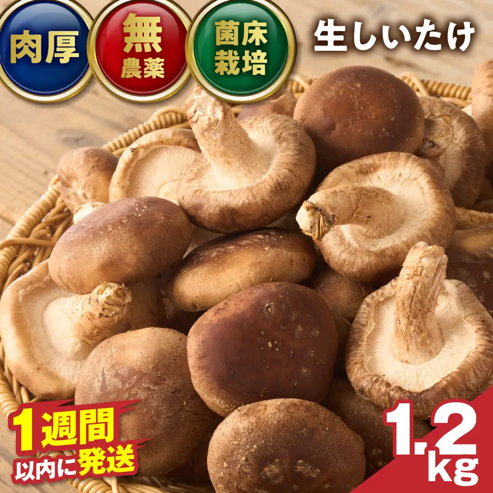 【一週間以内に発送】生しいたけ　肉厚シイタケ　無農薬　菌床栽培　1.2kg【ハタモト農産】_HA1003