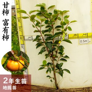 カキ(甘柿)富有(ふゆう) 2年生 苗木 ＜すだ農園＞