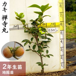 カキ(不完全甘柿) 禅寺丸(ぜんじまる) 2年生 苗木 ＜すだ農園＞