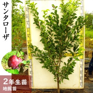 ＜すだ農園＞2年生 苗木 スモモ(李 プラム)サンタローザ