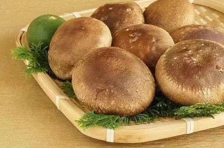 【一週間以内に発送】生しいたけ　肉厚シイタケ　無農薬　菌床栽培　110gX9(袋)【ハタモト農産】_HA1005