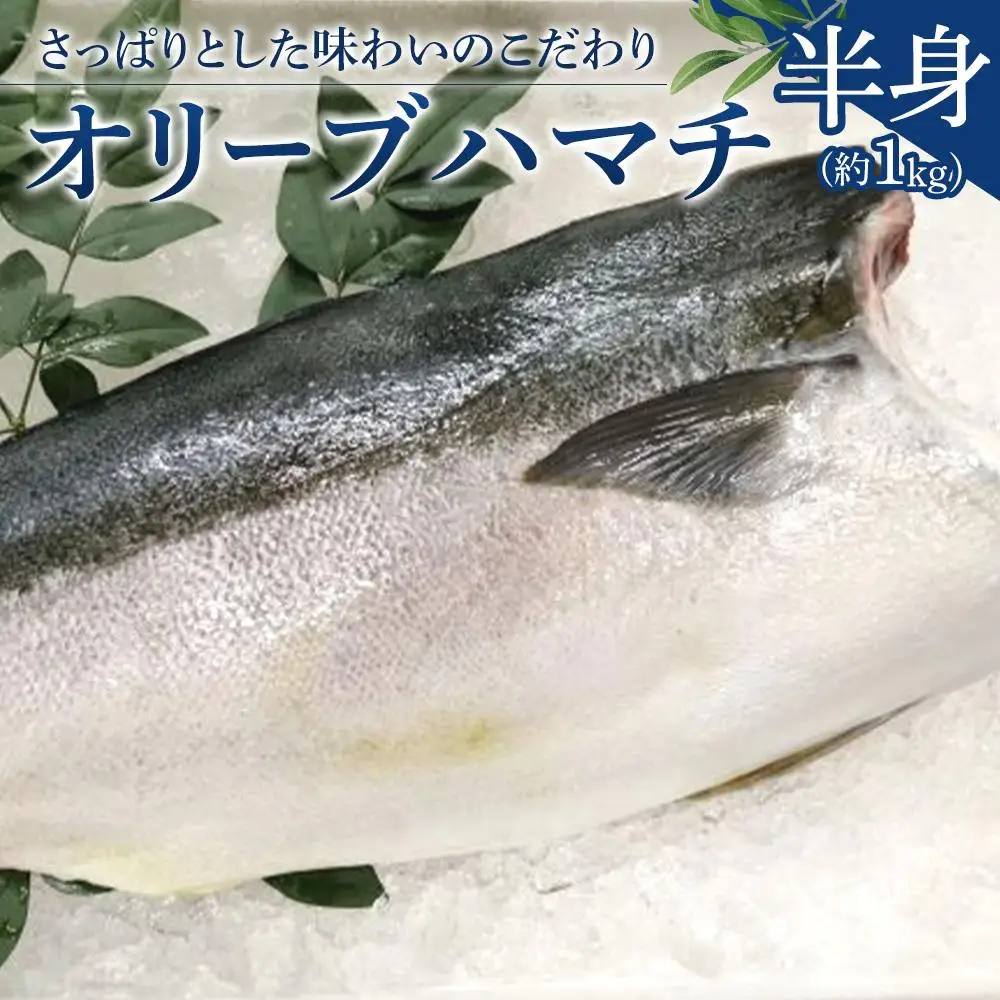 オリーブハマチ 半身 約1kg
