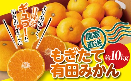 ＼光センサー選別／ ＼ もぎたて新鮮！／ 有田みかん 約10kg（箱込み） 生産者直送 先行予約 【ご家庭用（訳あり品ではありません）】 サイズ混合【nuk144】