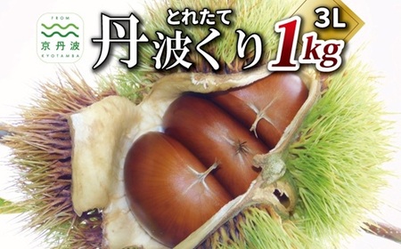 とれたて 丹波くり 3L 1kg（ 京都 京丹波町産 栗 生栗） [013TNX002L]