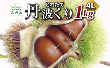 とれたて 丹波くり 4L 1kg （ 京都 京丹波町産 栗 生栗） [018TNX002L]
