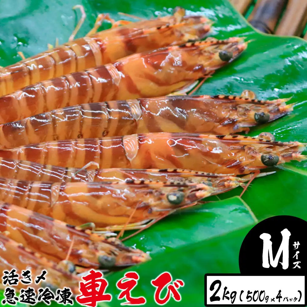 活き〆急速冷凍車えび【Mサイズ】　2kg（500g×4パック）