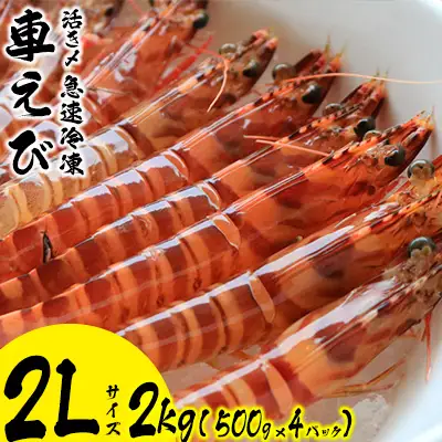 車海老 活き〆急速冷凍車えび【2L】2kg