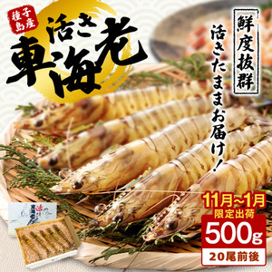 季節限定 種子島 産 活 車えび ( 活き 車海老 ) 500g 配送日指定　NFN086【600pt】