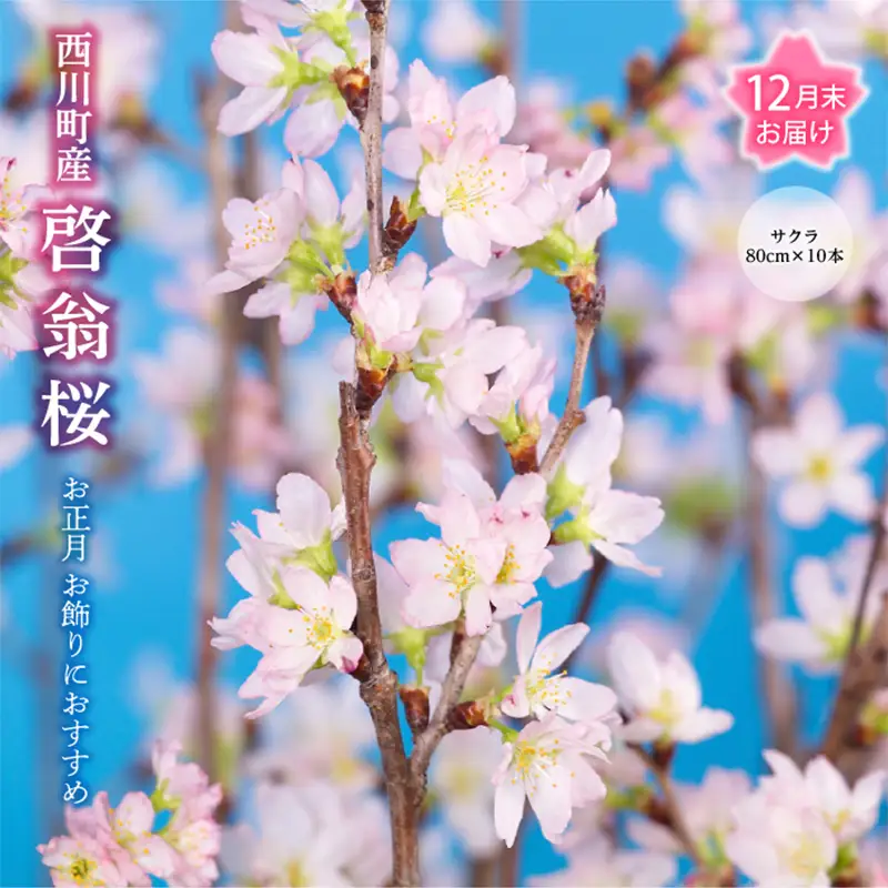FYN9-603 【12月末お届け】山形県 西川町産 啓翁桜 1束(80cm×10本) 2026年12月下旬から順次発送 年内お届け 年末 年始 正月 元旦 桜 さくら サクラ 花 フラワー 飾り 山形県 西川町 月山