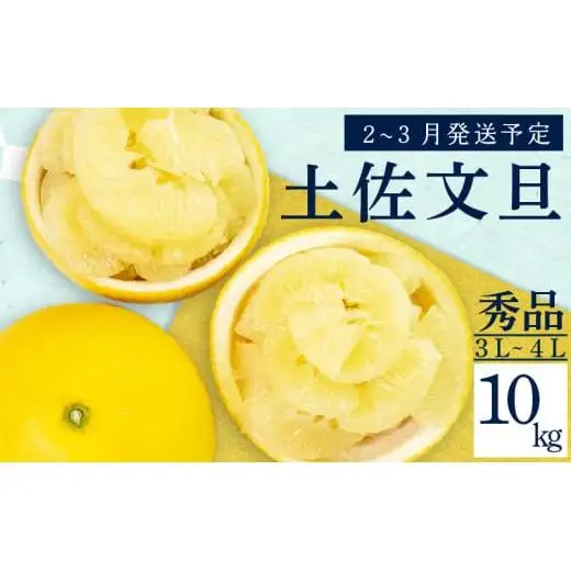 【 先行予約 】 土佐文旦 秀品 10kg 高知県産  KN001