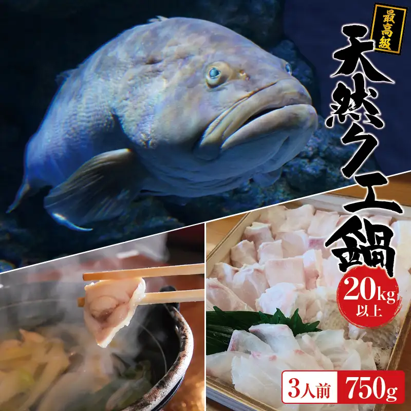 【冷蔵】天然 最高級クエ 20kg 以上  クエ鍋セット 3人前(250g×3) 【2026年11月下旬から2027年2月下旬までに順次発送致します。】 / 高級 海鮮 お魚 魚  くえ鍋 クエ鍋 くえ くえ天然 冷蔵 海産物【tkw011-1】