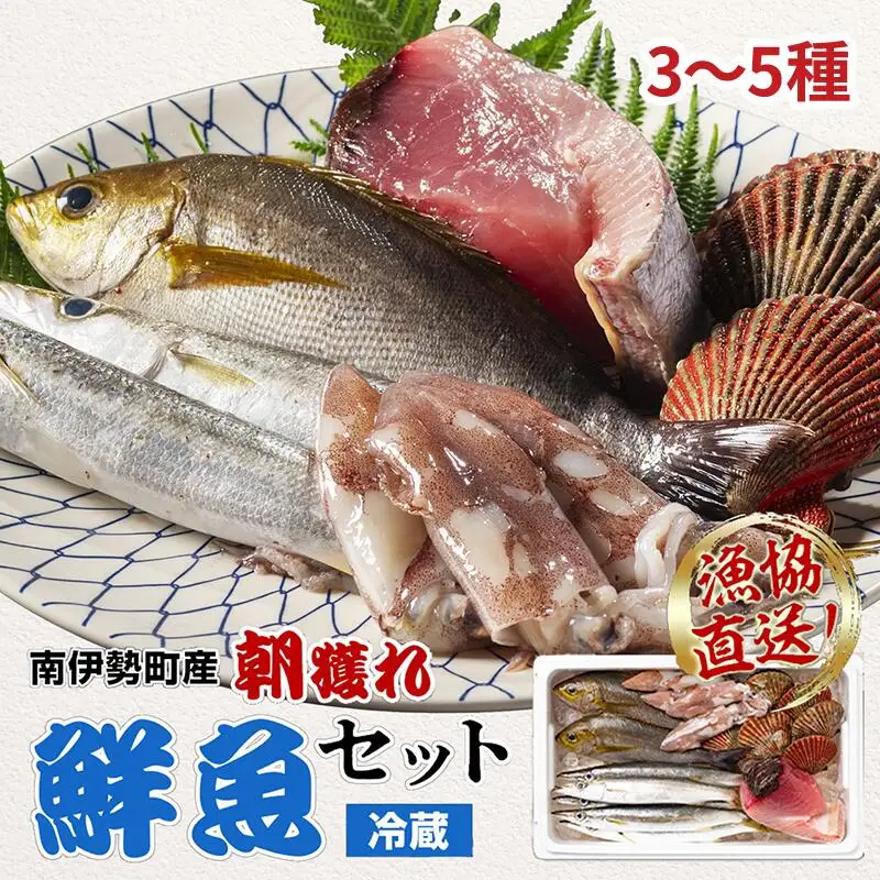 冷蔵 漁協直送 3～5種 朝獲れ鮮魚セット 鮮魚