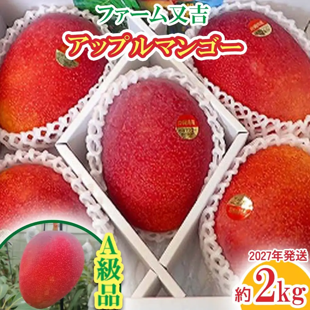 2027年発送【ファーム又吉】A級品アップルマンゴー 約2kg