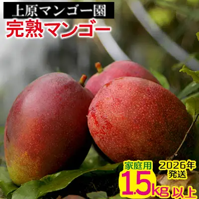 2026年発送 農家直送【上原マンゴー園】家庭用完熟マンゴー　1.5kg以上 先行予約 完熟 マンゴー アップル 南国 沖縄 フルーツ くだもの 果物 果実 先行予約 産地直送 贅沢 濃厚 冷蔵 スイーツ デザート 旬の果物 ご家庭用 ご自宅用 国産