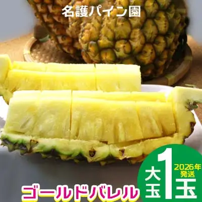 2026年発送【名護パイン園】　ゴールドバレル（大玉1玉） 先行予約　 パインアップル パイナップル 期間限定 数量限定 フルーツ くだもの 果物 贈答 贈り物 プレゼント 人気 おすすめ 南国 お土産 ギフト デザート 青果 沖縄 おきなわ 年末