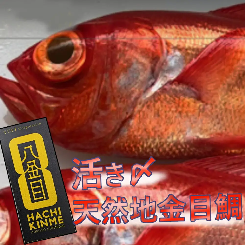 漁師直送　活き〆天然地金目鯛【八金目】９００ｇ～１ｋｇ　１匹