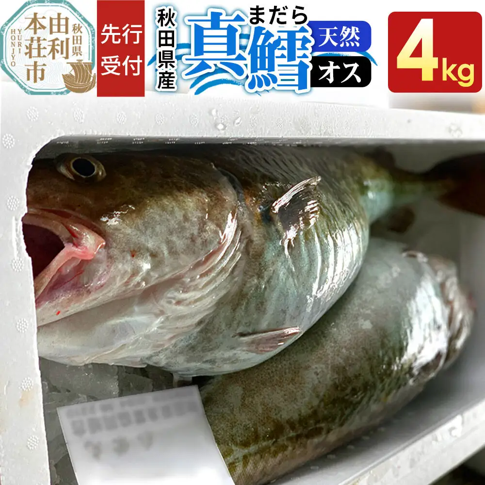 《先行受付》真鱈 【オス】 4kg 天然 漁師直送（配送期間 11月上旬～2月下旬）マダラ タラ 高級魚 たら まだら 魚