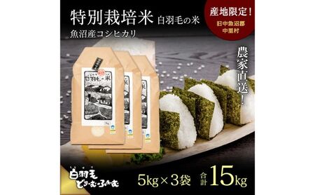 【通年受付】≪令和8年産≫ 農家直送！魚沼産コシヒカリ特別栽培「白羽毛の米」精米 (5kg×3袋) 15kg お米 白米