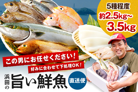 浜田の旨い鮮魚直送便 海鮮 セット 海鮮 【006_2043】