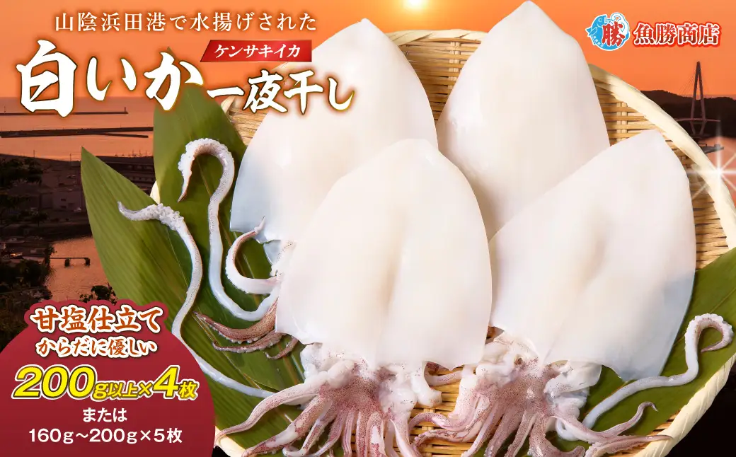 大きな「白いか一夜干し（4枚～5枚）」 白いか 一夜干し 干物 干もの 御中元 御歳暮 ギフト 新鮮 厳選 海鮮 セット 個包装 魚介類 【136_1998】