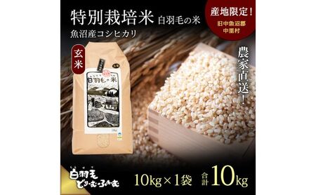 【通年受付】≪令和8年産≫ 農家直送！魚沼産コシヒカリ特別栽培「白羽毛の米」玄米(10kg×1袋) 10kg お米 ご飯 安心