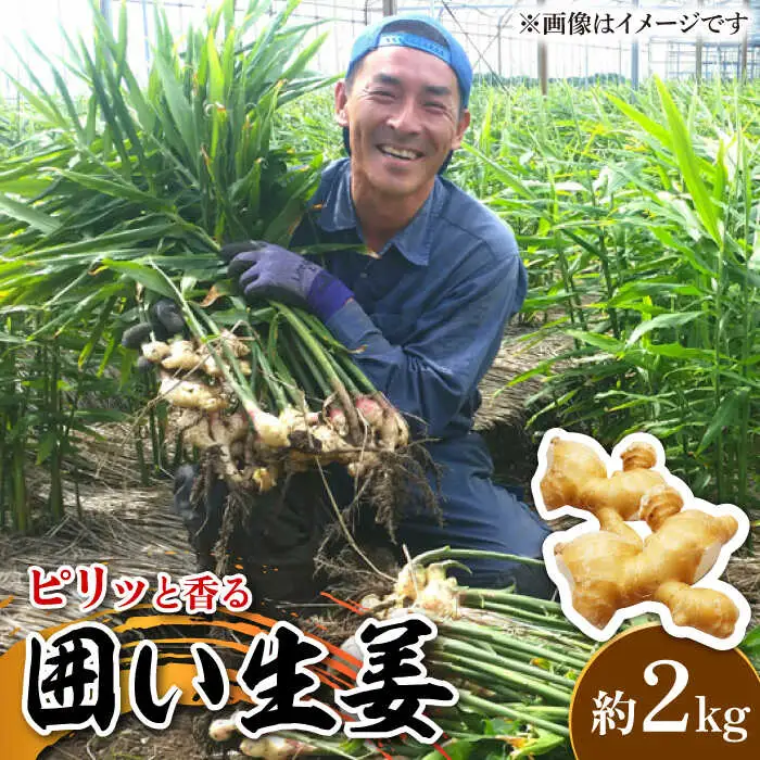 囲い生姜 約 2kg / ショウガ しょうが 生姜 / 南島原市 / ふくはちファーム [SBS010]
