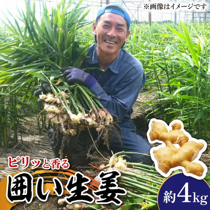 囲い生姜 約 4kg / ショウガ 南島原市 / ふくはちファーム/福島農園 [SBS012]