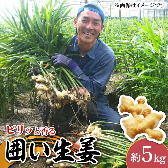 囲い生姜 約 5kg / ショウガ 南島原市 / ふくはちファーム/福島農園 [SBS013]