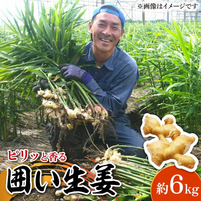 囲い生姜 約 6kg / ショウガ 南島原市 / ふくはちファーム/福島農園 [SBS014]
