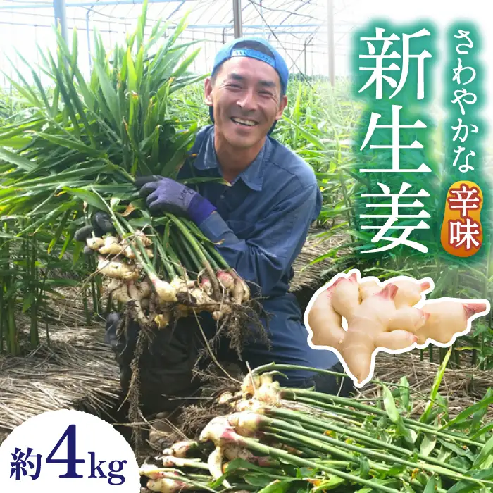 【2026年8月?発送】新生姜 約4kg / ショウガ しょうが 生姜 / 南島原市 / ふくはちファーム/福島農園 [SBS018]