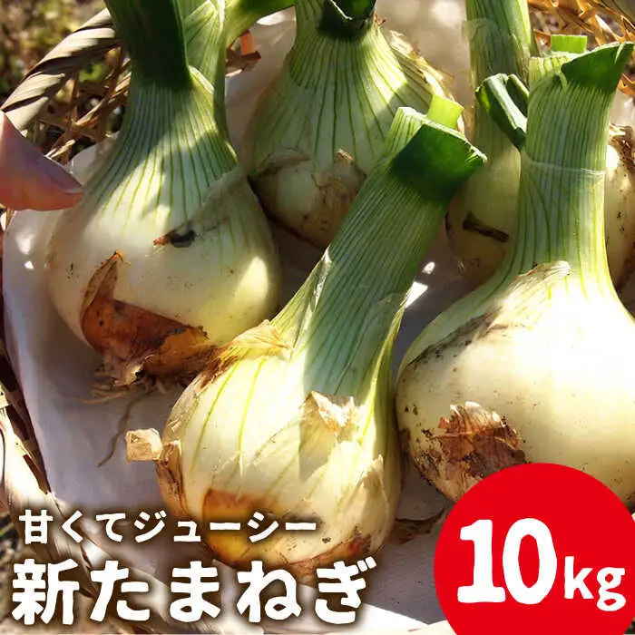 【2027年3月-発送】【甘くてジューシー 】新たまねぎ 先行予約 サラダ たまねぎ 10kg 玉ねぎ / 玉ねぎ たまねぎ タマネギ 10kg 新たまねぎ 新玉ねぎ / 南島原市 / 長崎県農産品流通合同会社 [SCB026]