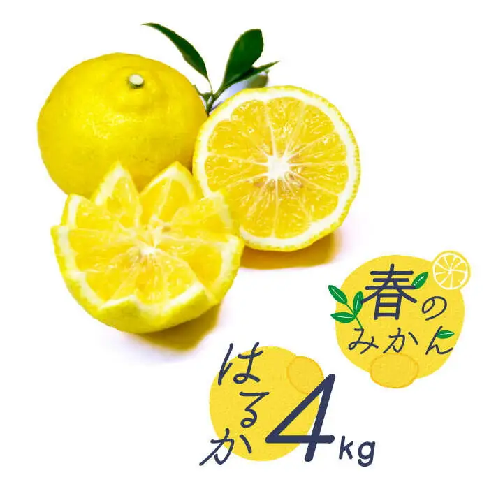 【2027年2月-発送】春のみかん はるか 約4kg [SCB075] みかん