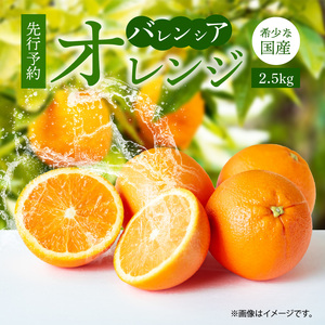 【2027年先行予約】希少な 国産 バレンシアオレンジ 2.5kg 秀品_G7078
