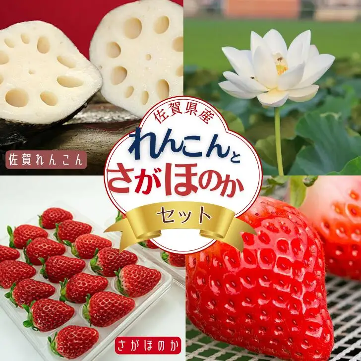 【2027年発送】佐賀県産 れんこんとさがほのかのセット 苺 イチゴ 蓮根：B160-020