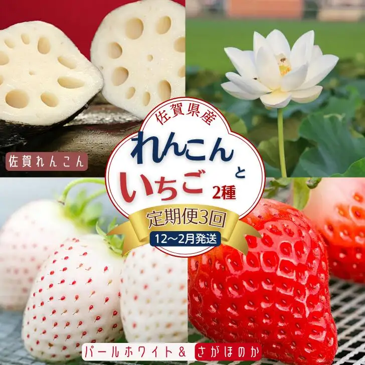 【定期便3回】佐賀県産 れんこんといちご【2026年12月～2027年2月発送】苺 イチゴ 蓮根：B445-006