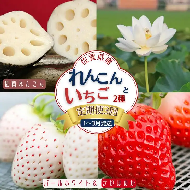 【定期便3回】佐賀県産 れんこんといちご【2027年1～3月発送】蓮根 苺 イチゴ：B445-007