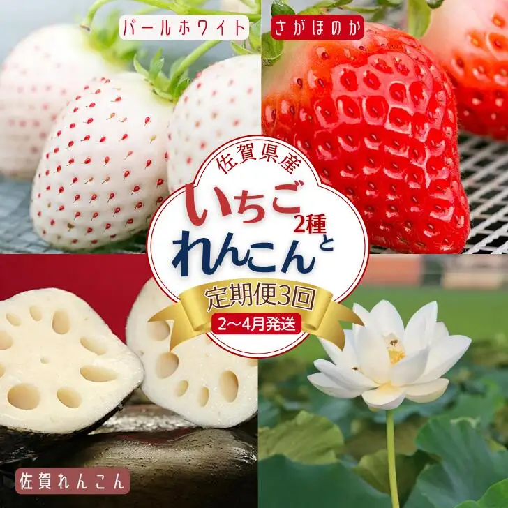 【定期便3回】佐賀県産 いちごとれんこん【2027年2月～4月発送】苺 イチゴ 蓮根：B420-002