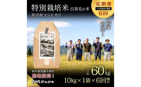 【通年受付】≪令和8年産≫【定期便／1ヶ月おき全6回】農家直送！魚沼産コシヒカリ特別栽培「白羽毛の米」精米(10kg×1袋)×6回 60kg お米 白米