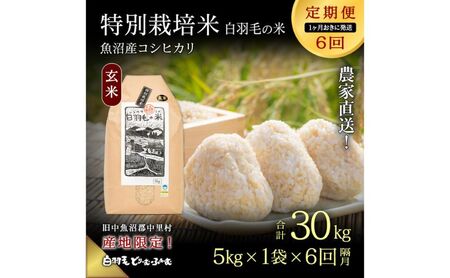【通年受付】≪令和8年産≫【定期便／1ヶ月おき全6回】農家直送！魚沼産コシヒカリ特別栽培「白羽毛の米」玄米(5kg×1袋)×6回 30kg お米 白米