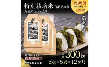 【通年受付】≪令和8年産≫【定期便／全12回】農家直送！魚沼産コシヒカリ特別栽培「白羽毛の米」精米(5kg×5袋)×12回 300kg お米
