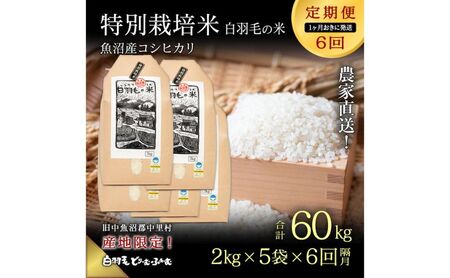 【通年受付】≪令和8年産≫【定期便/1ヶ月おき全6回】魚沼産コシヒカリ 特別栽培「白羽毛の米」精米(2kg×5袋)×6回 60kg お米 白米 ご飯