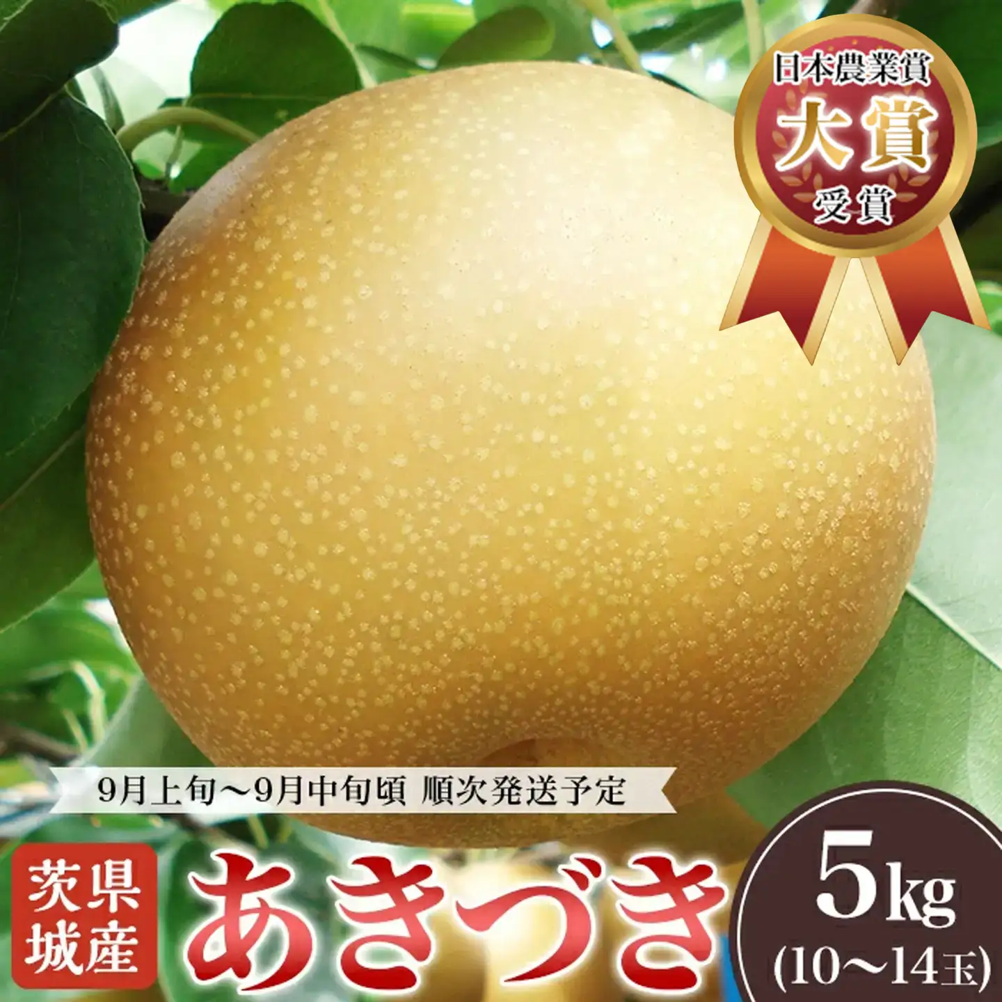 梨 あきづき 5kg（10〜14玉）　 梨