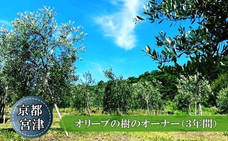 京都宮津 オリーブの樹のオーナー（3年間） チケット オーナー権 オリーブオイル 宮津産 100％ イタリア トスカーナ産 ブレンド ギフト 収穫 体験 石けん 関連商品 お届け myz07 myz11 myz20 myz26